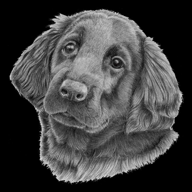 Flatcoated Retriever Welpe