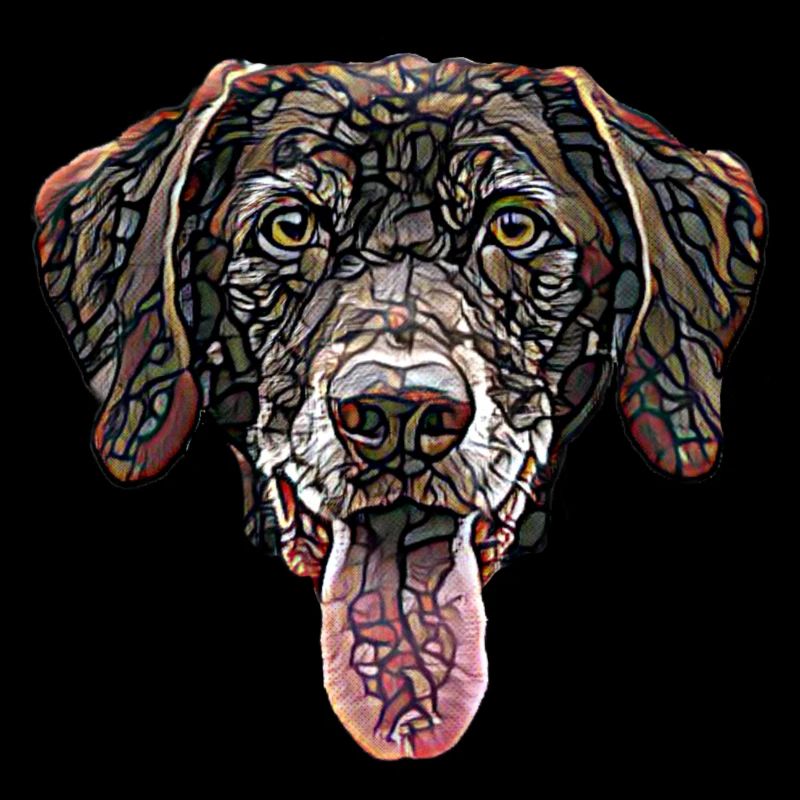 Chocolate Labrador Retriever Face