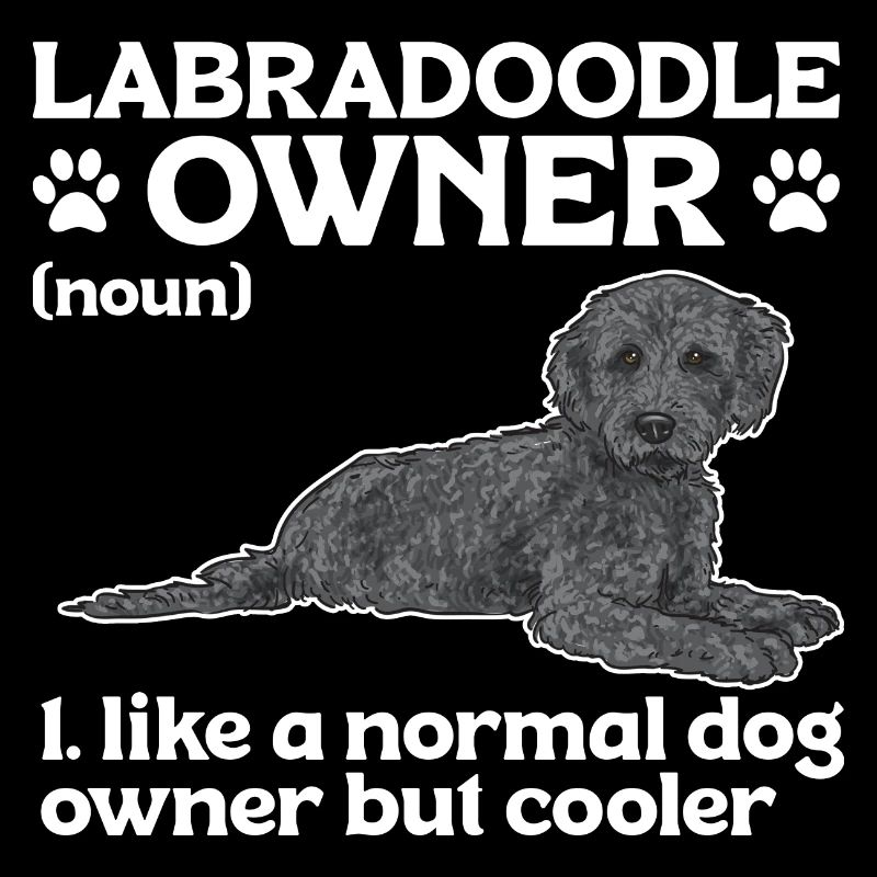 Labradoodle Hund