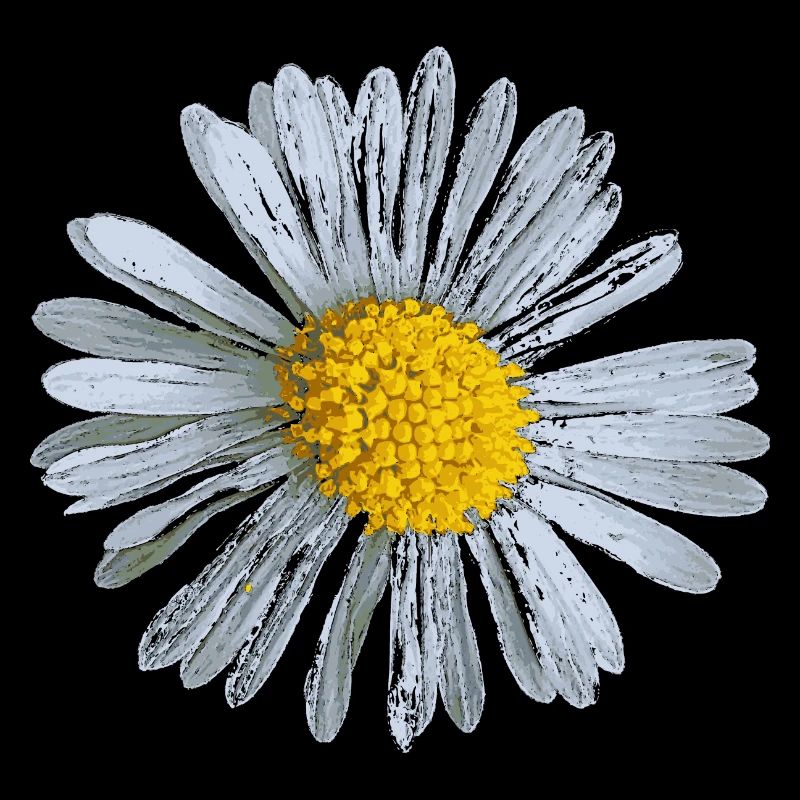 Blume Blüte Gänseblümchen Blumen Design 01