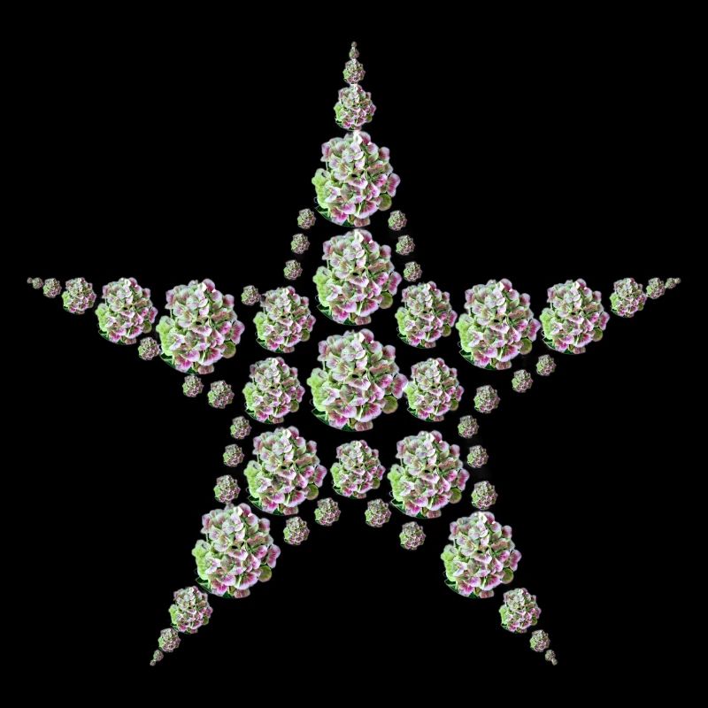 Star made of hydrangeas – elegance meets nature