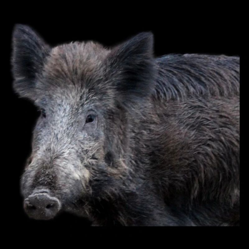 Wild boar Wild boar Pig Sow Pigs