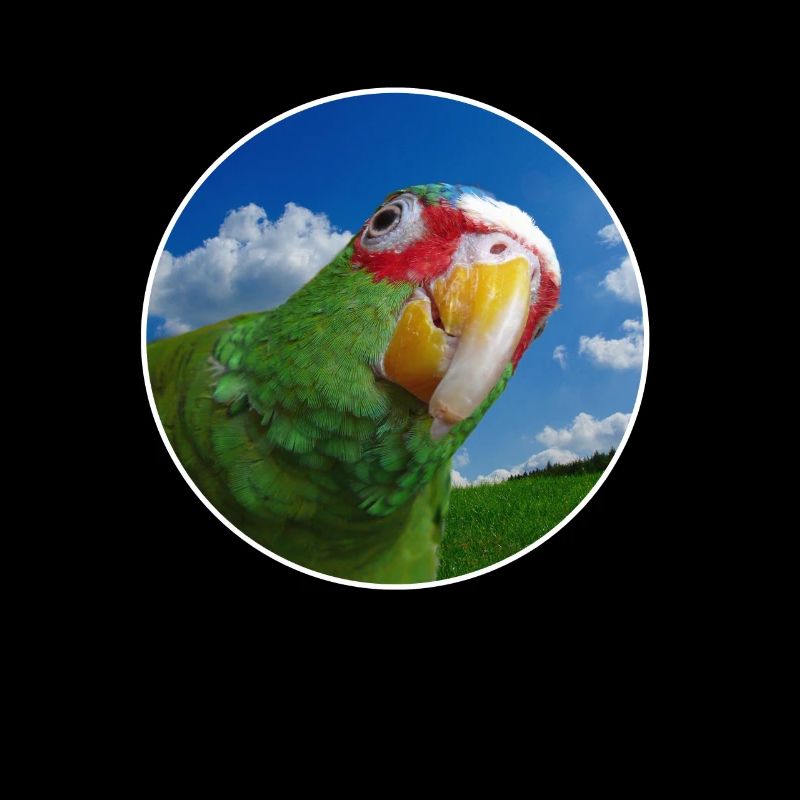 White-fronted Amazon