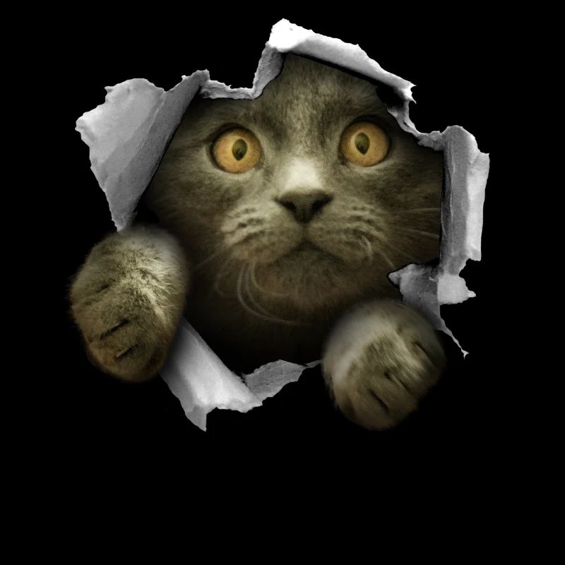 Chaton fêlé chat mignon