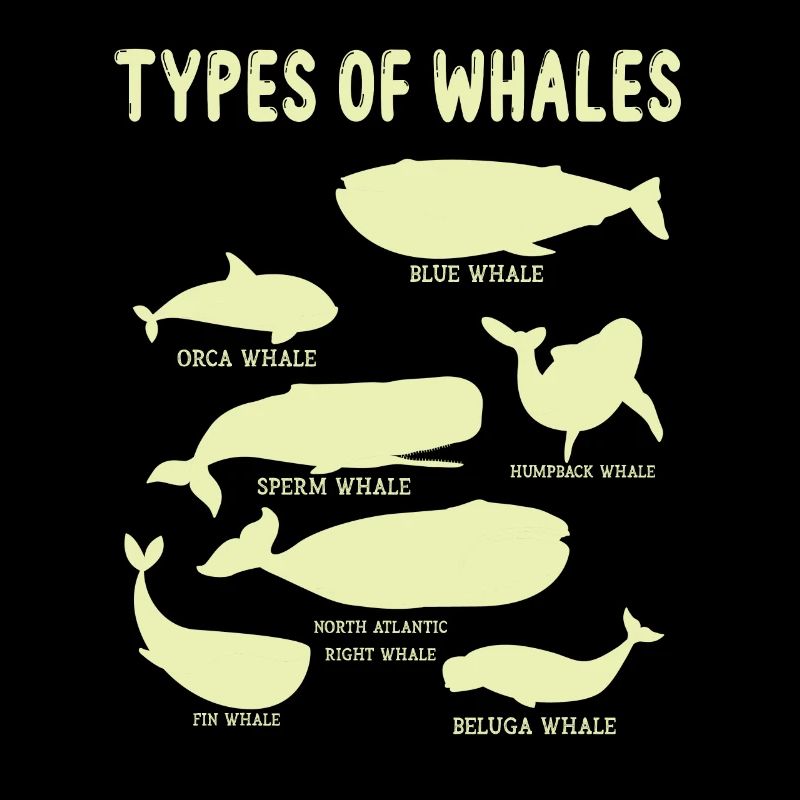 Types de baleines Whale Lovers Whales Espèces de baleines