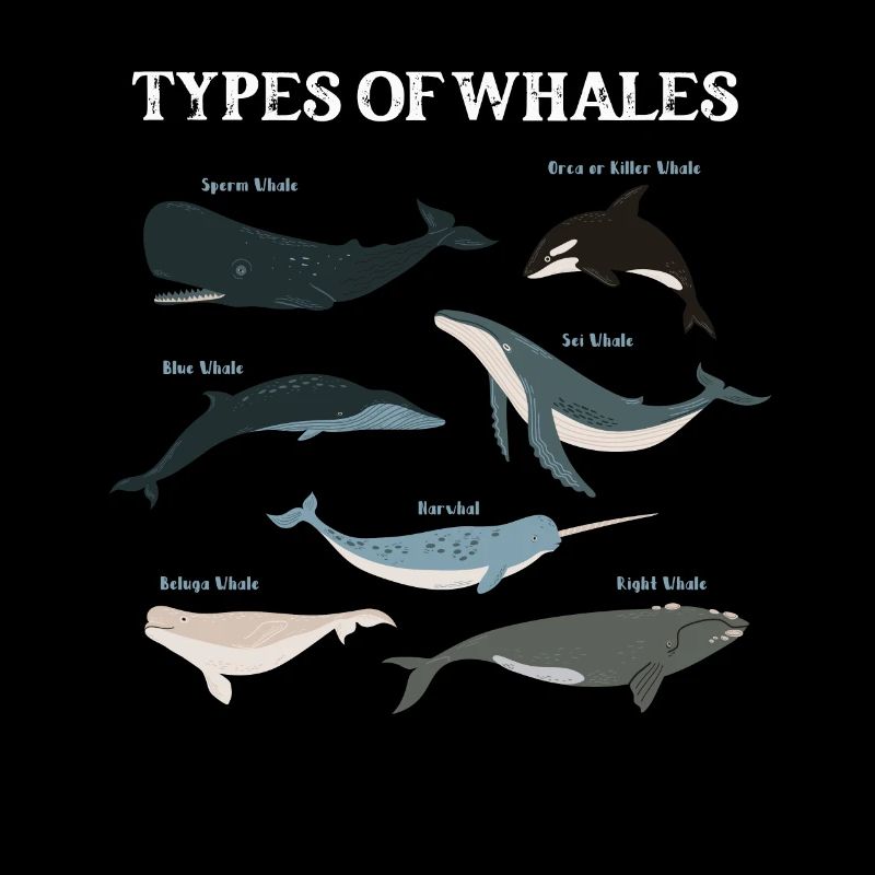 Types de baleines Whale Lovers Whales Espèces de baleines