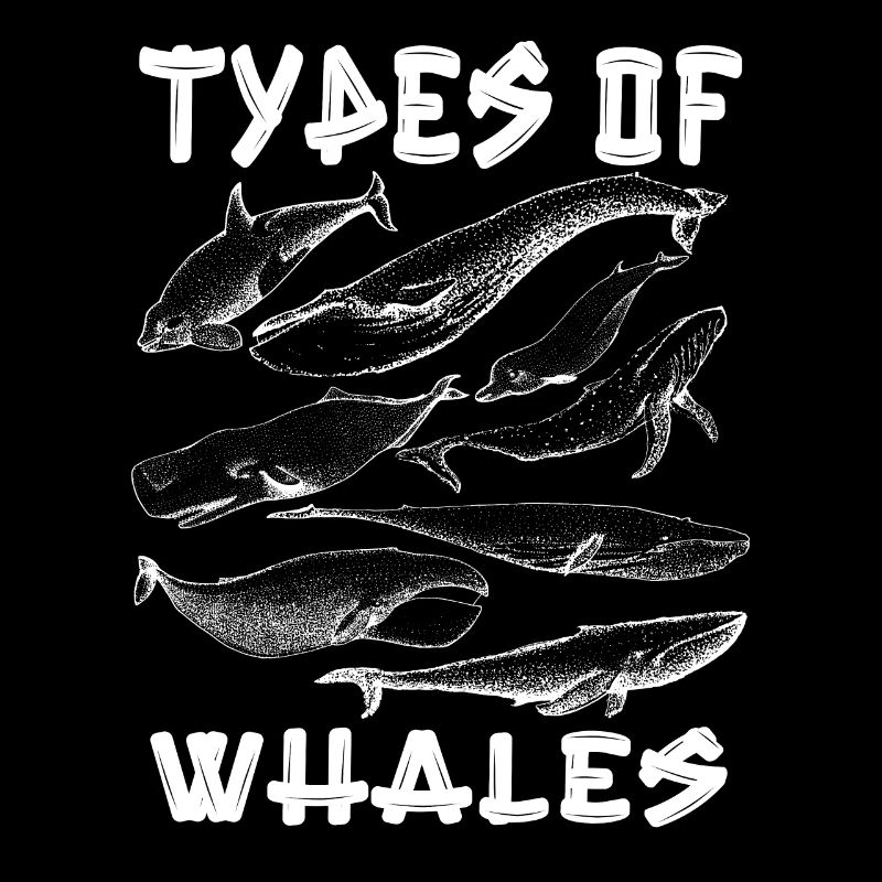 Types de baleines Whale Lovers Whales Espèces de baleines