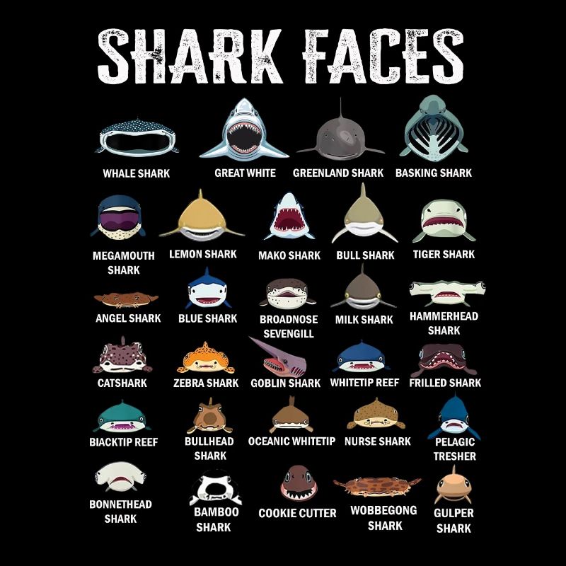 Types de visages de requins. Identification du visage du requin
