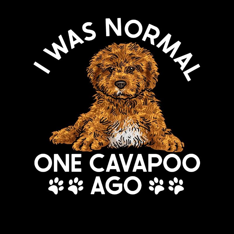 Cavapoo Cavoodle Capoodle Hund