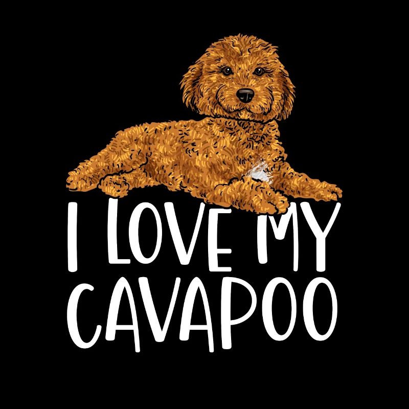 Cavapoo Cavoodle Capoodle Chien