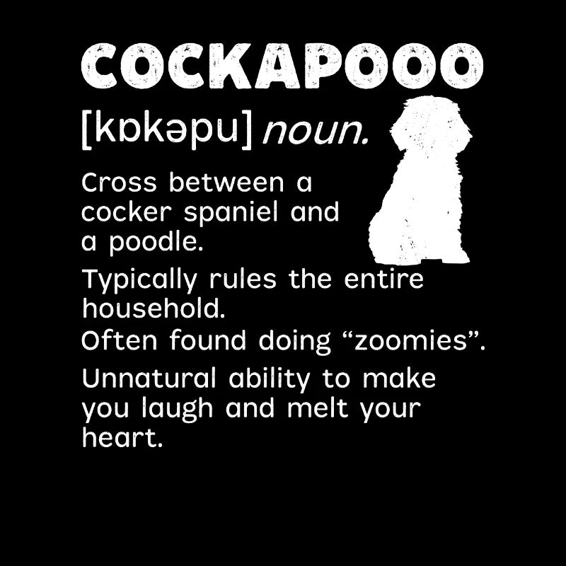 Cockapoo Hund
