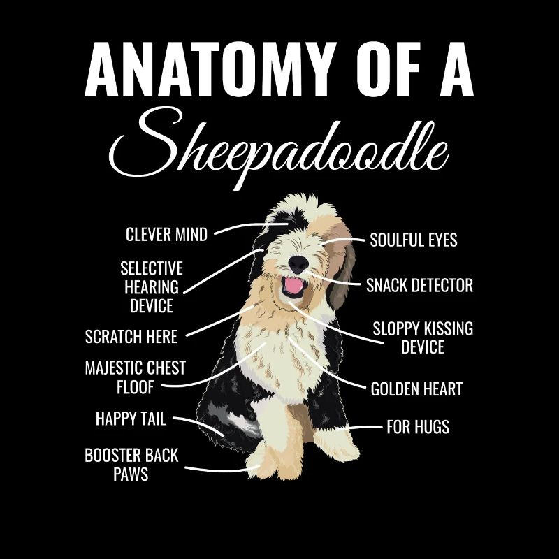 Sheepadoodle Doodle Hund