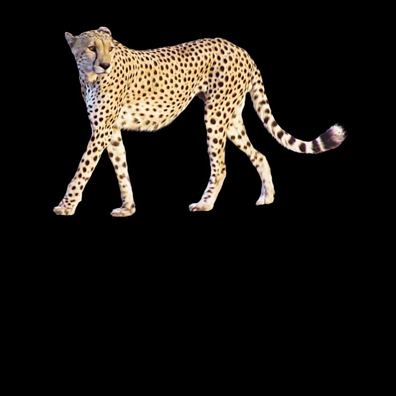 Guépard - Gros Chat - Chat - Faune en Afrique