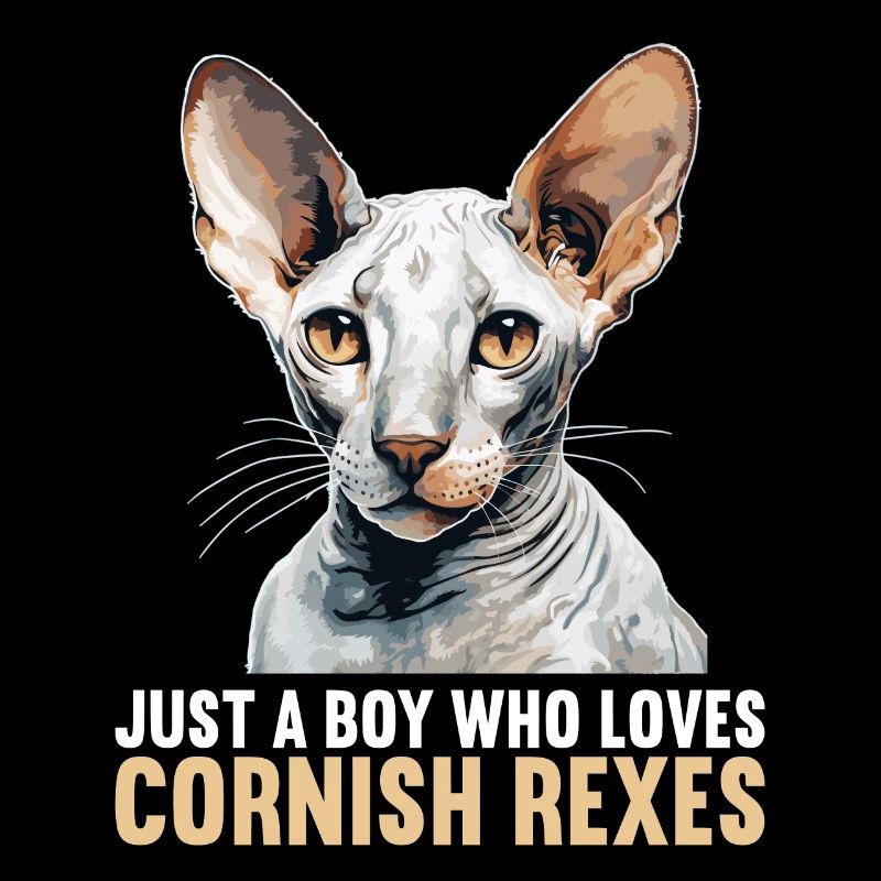 Cornish Rex Kätzchen Cornish Rex Katze