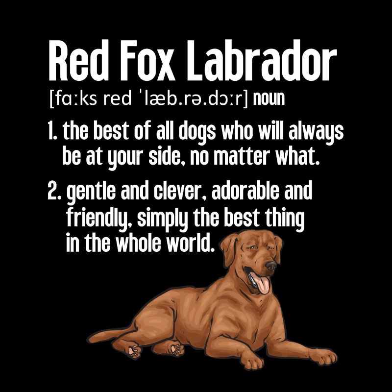 Fuchsroter Labrador Retriever Fox Red Labrador