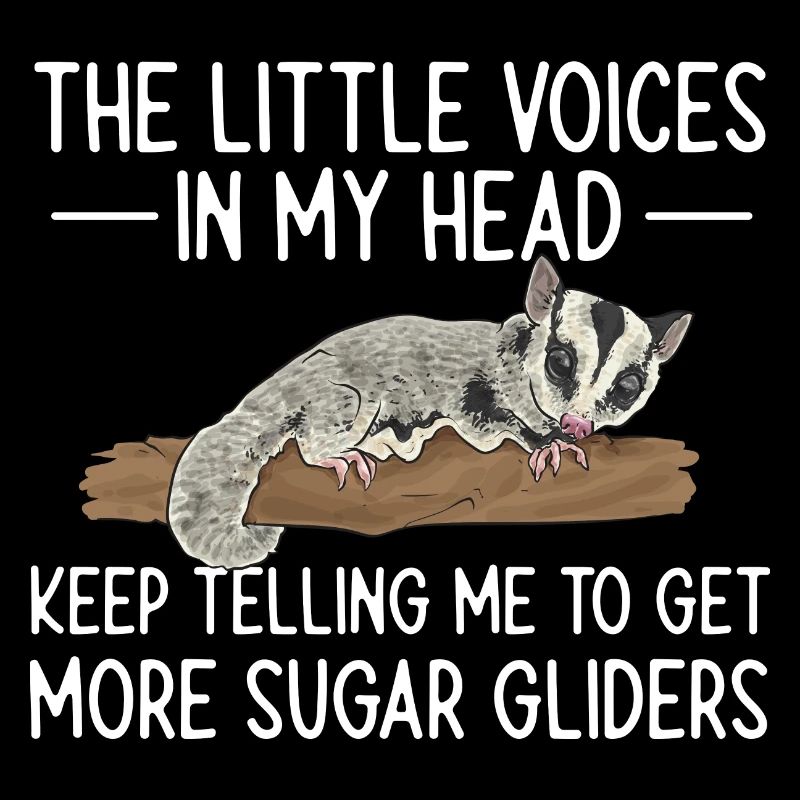 Kurzkopfgleitbeutler Sugar Glider