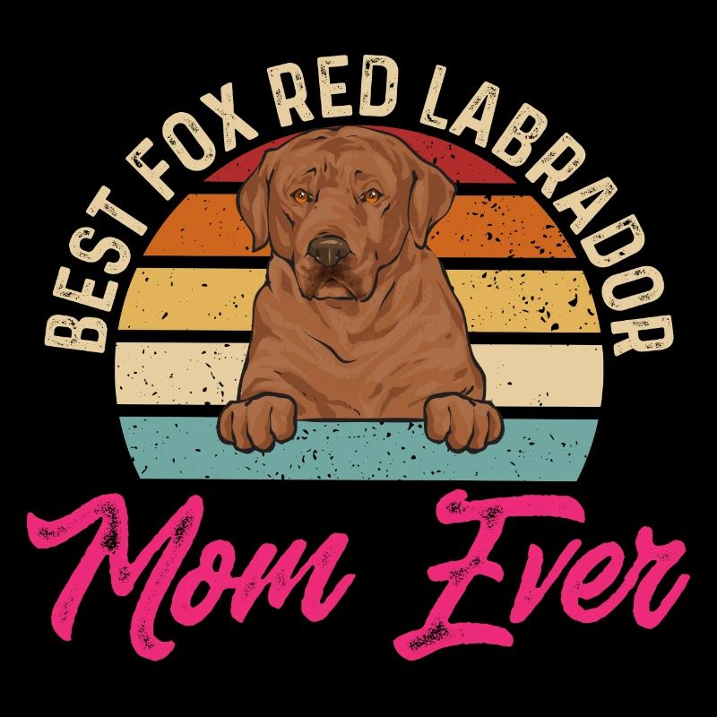 Foxred Labrador Fuchsroter Labrador Retriever