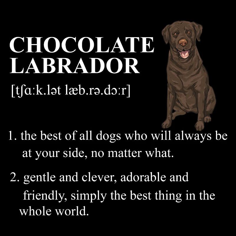 Chien Labrador Retriever chocolat