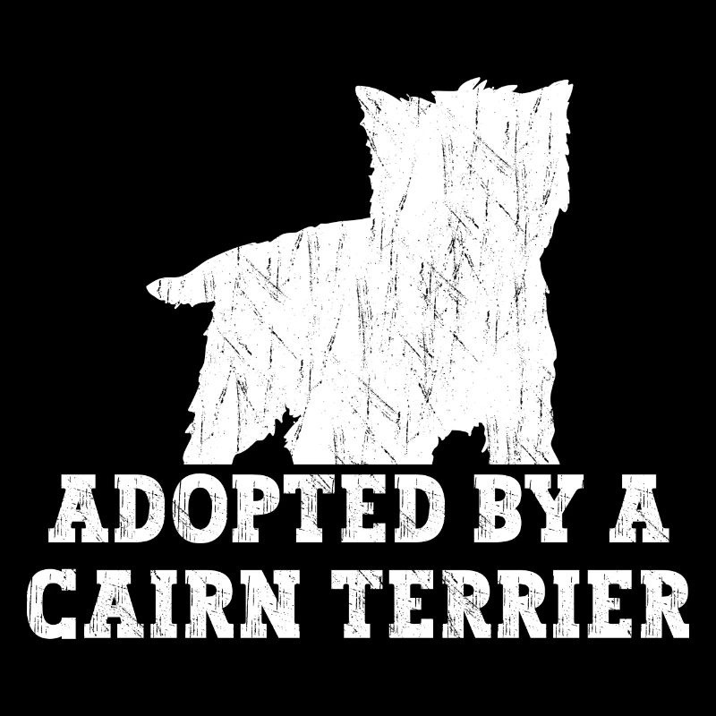Cairn Terrier Chien