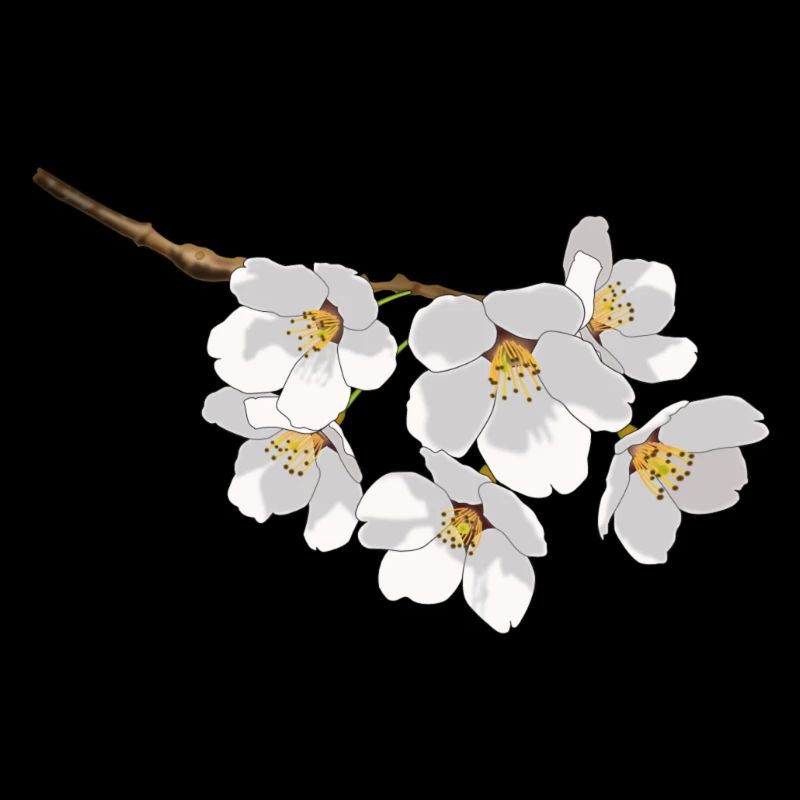 Japanese cherry blossoms white