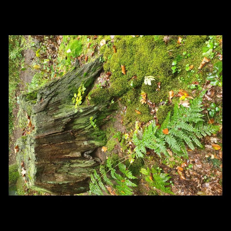 Forêt d’automne