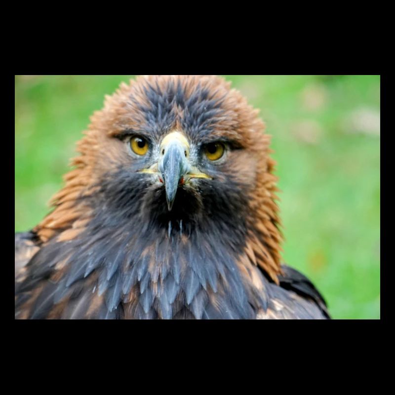 Eagle view in the morning light