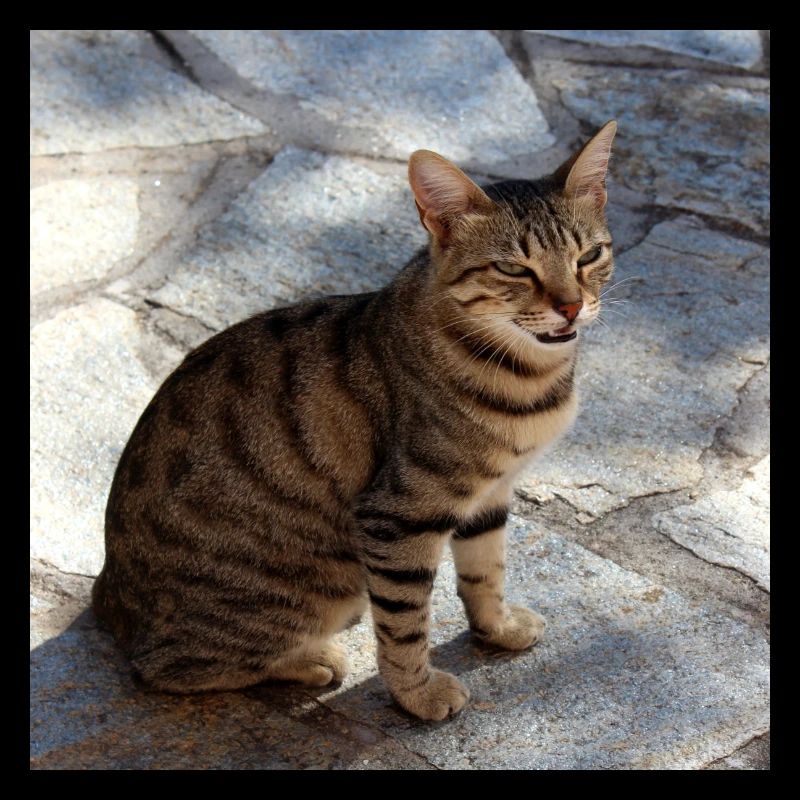 Chat chaton affiche chat carré affiche
