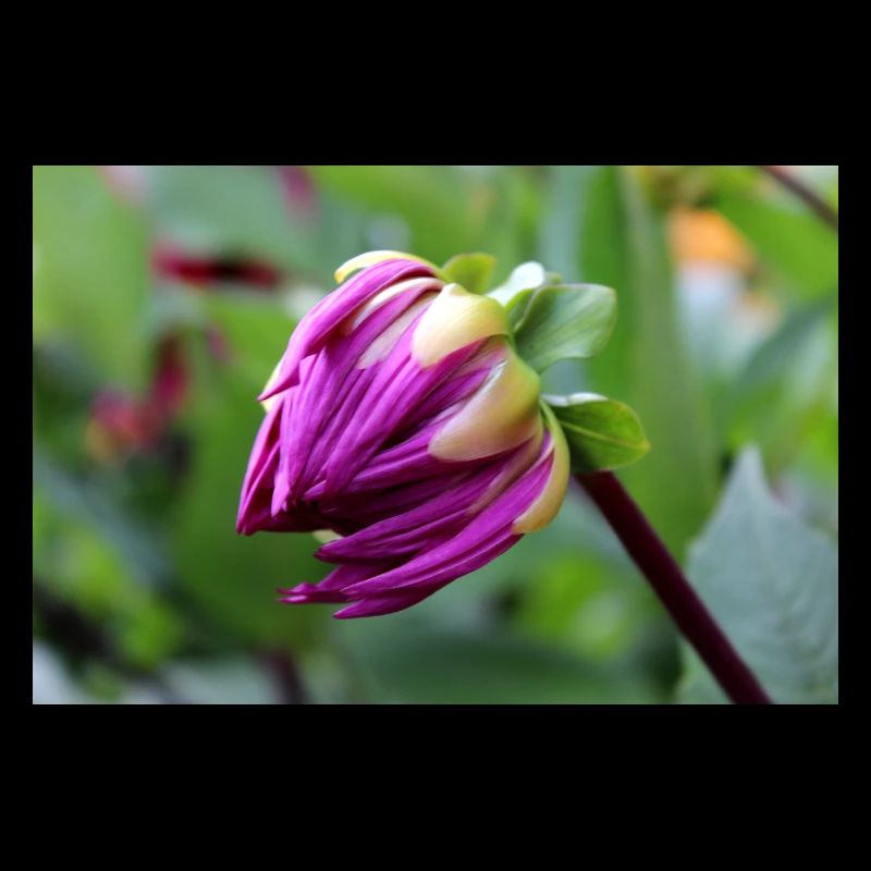 Fleur de Dahlia rouge violet, fleur