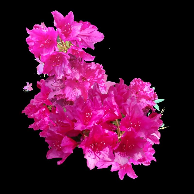 laurier-rose,fleur,lotus,vigne,floral,fleurs