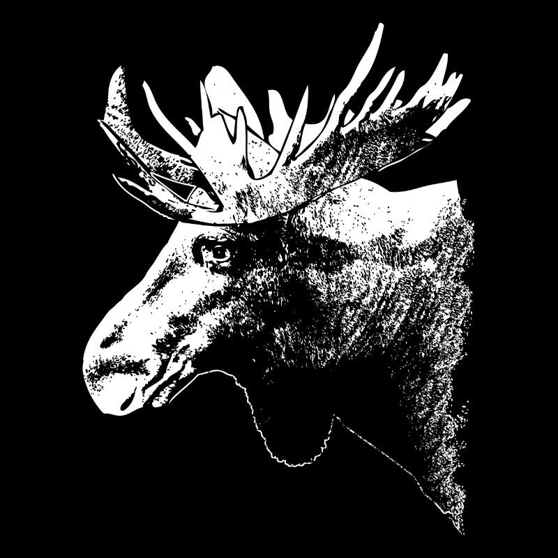 Elch - Moose