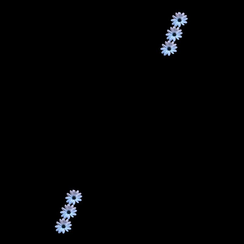 Daisies 6fold