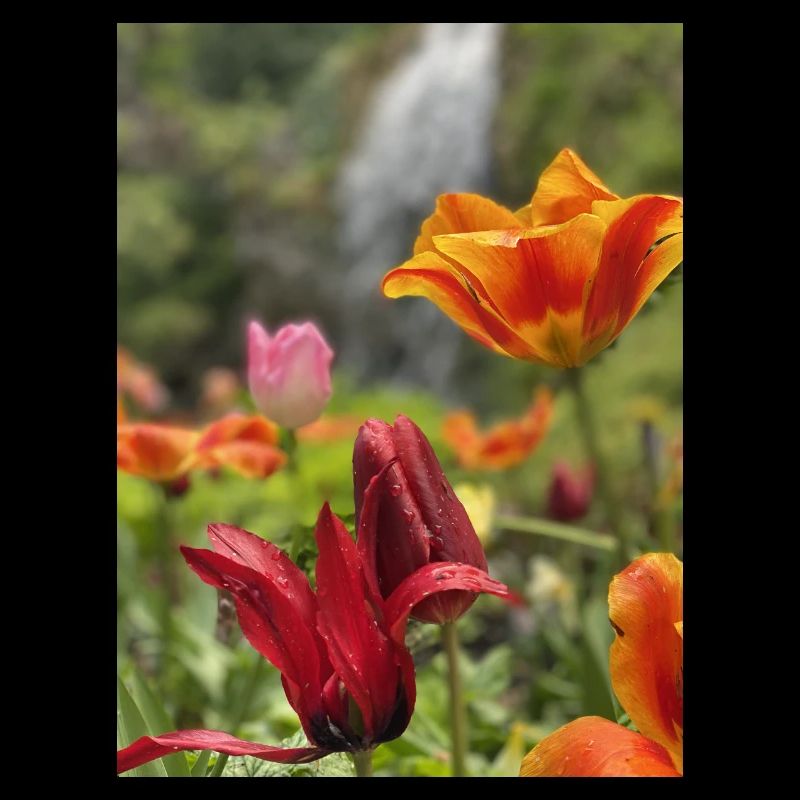 Tulpen bunt