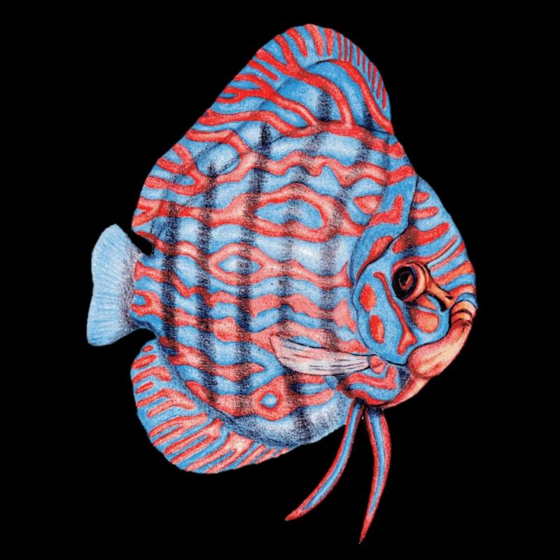 Diskus