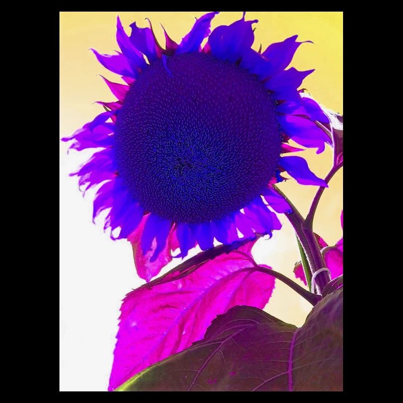 fleur d’été pop Art