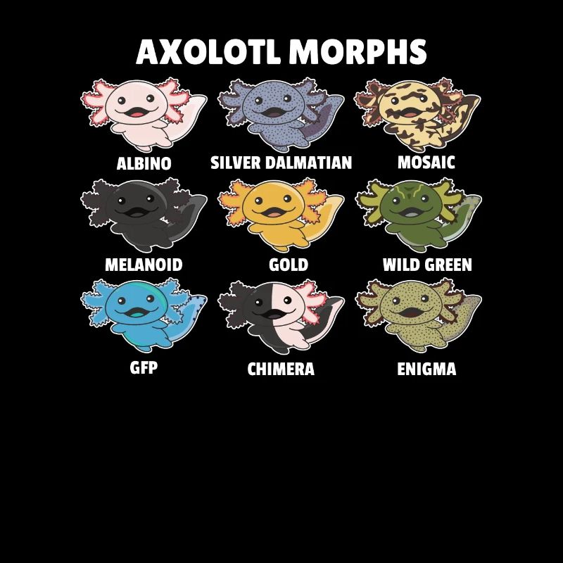 Axolotls du monde animaux doux Espèces d’Axolotl