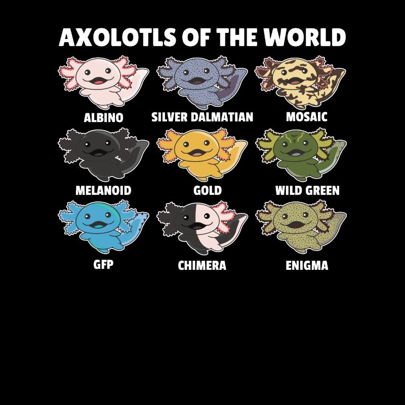 Axolotls du monde animaux doux Espèces d’Axolotl
