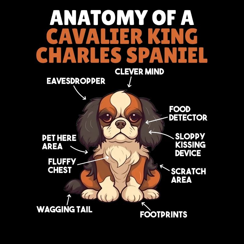 Explication du chien Anatomie d’un roi cavalier