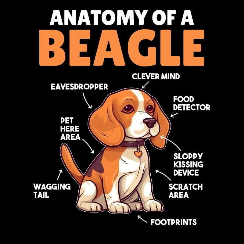Hunde Erklärung Anatomy eines Beagle