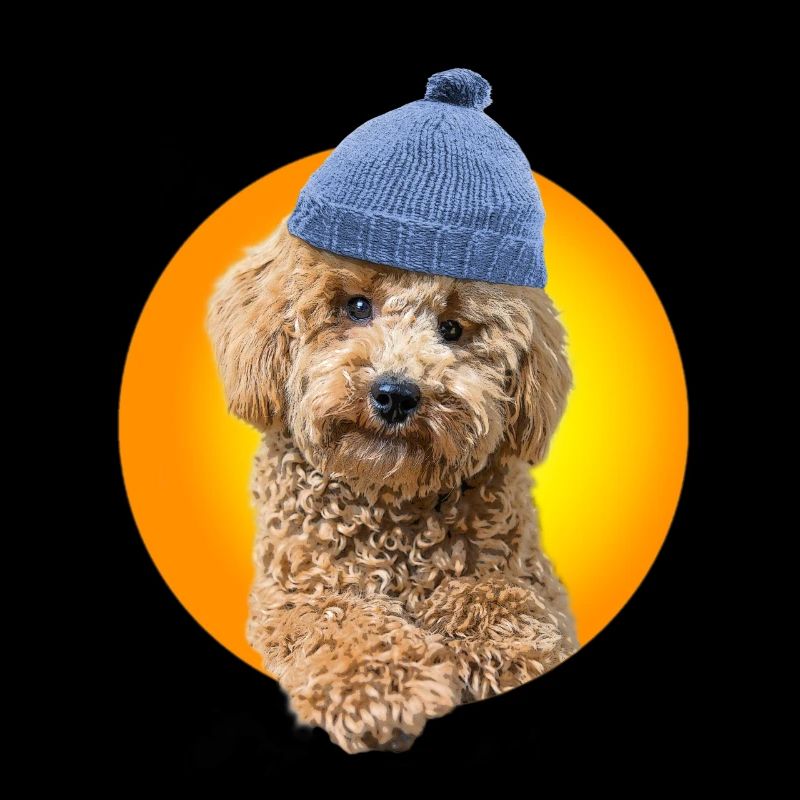 Poodle with poodle hat