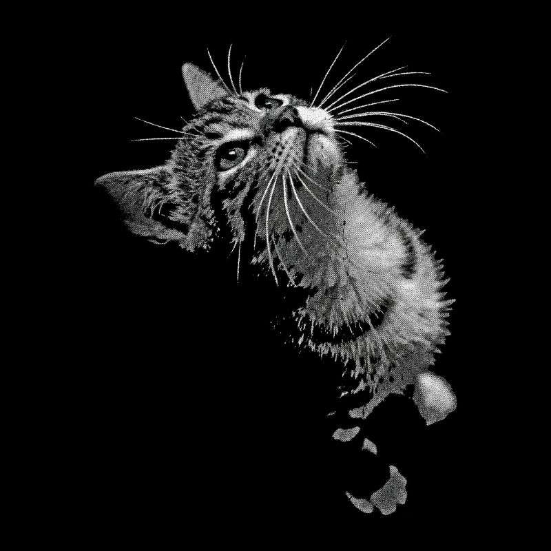 Graustufen Katzenschnurrer Blick