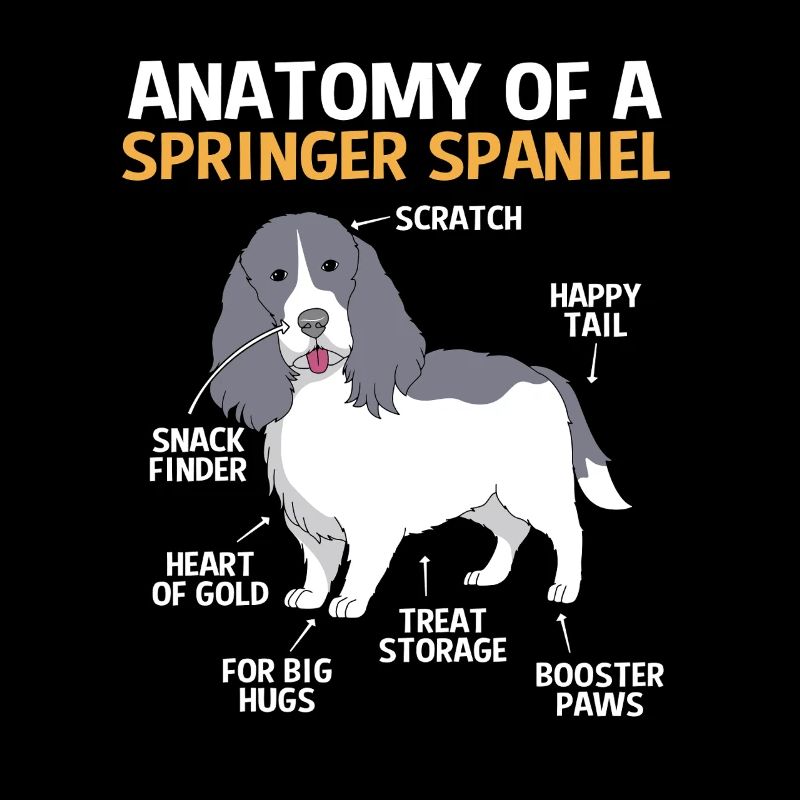 Springer Spaniel