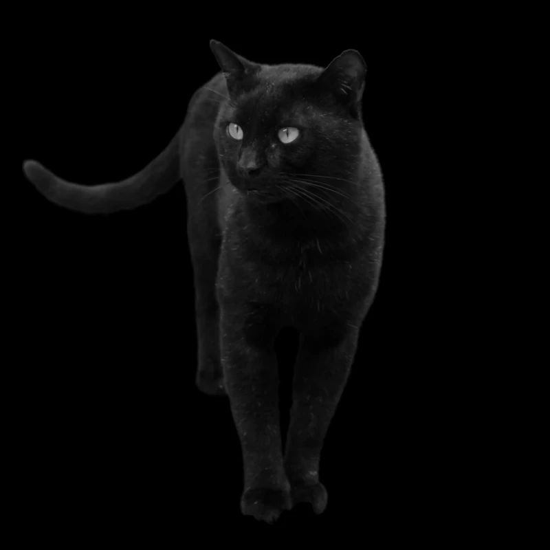 Chat noir Chat Chat Noir Chat Cadeau