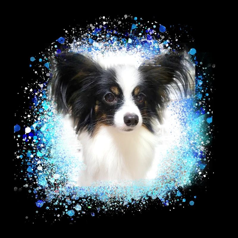 papillon,hund,spitz,zwergspitz,pompom