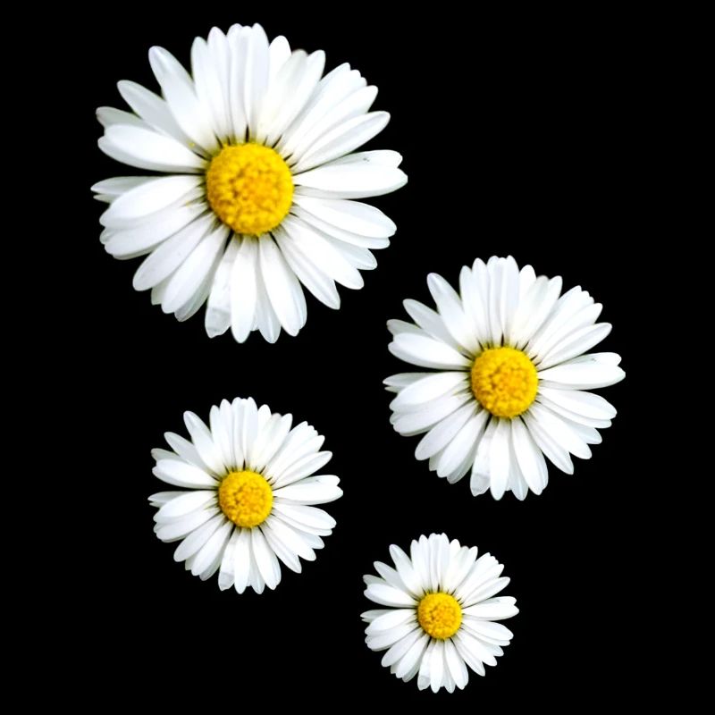 Gänseblümchen,blumen,Blüten