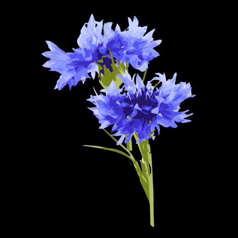 cornflower
