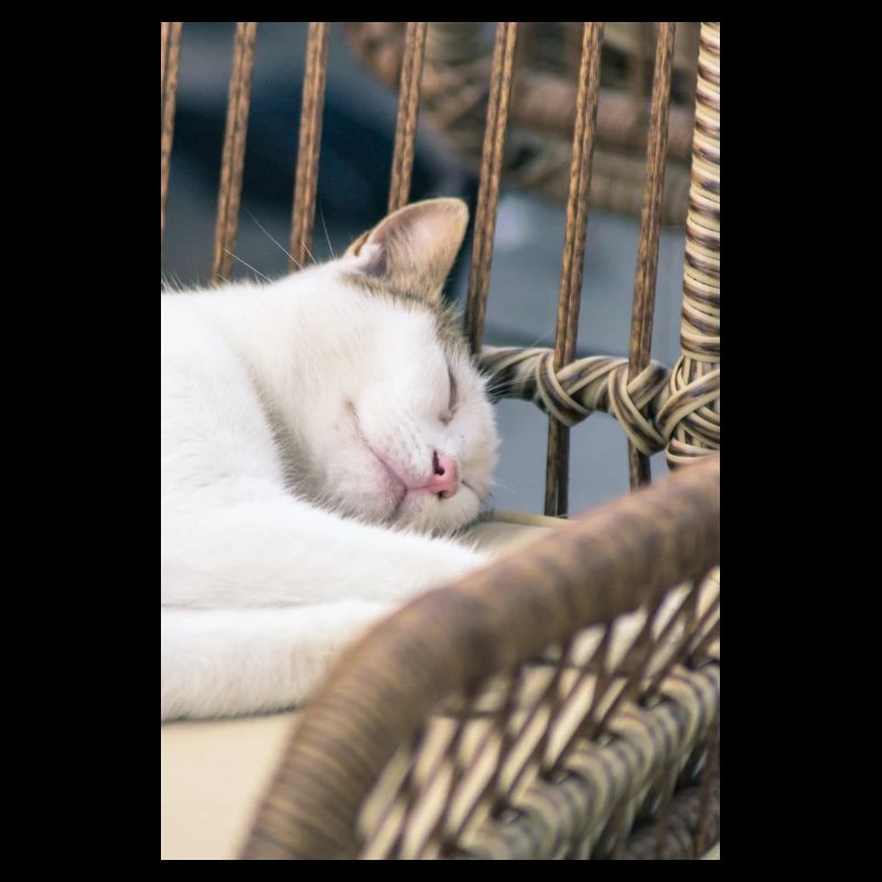 Sleeping Cat