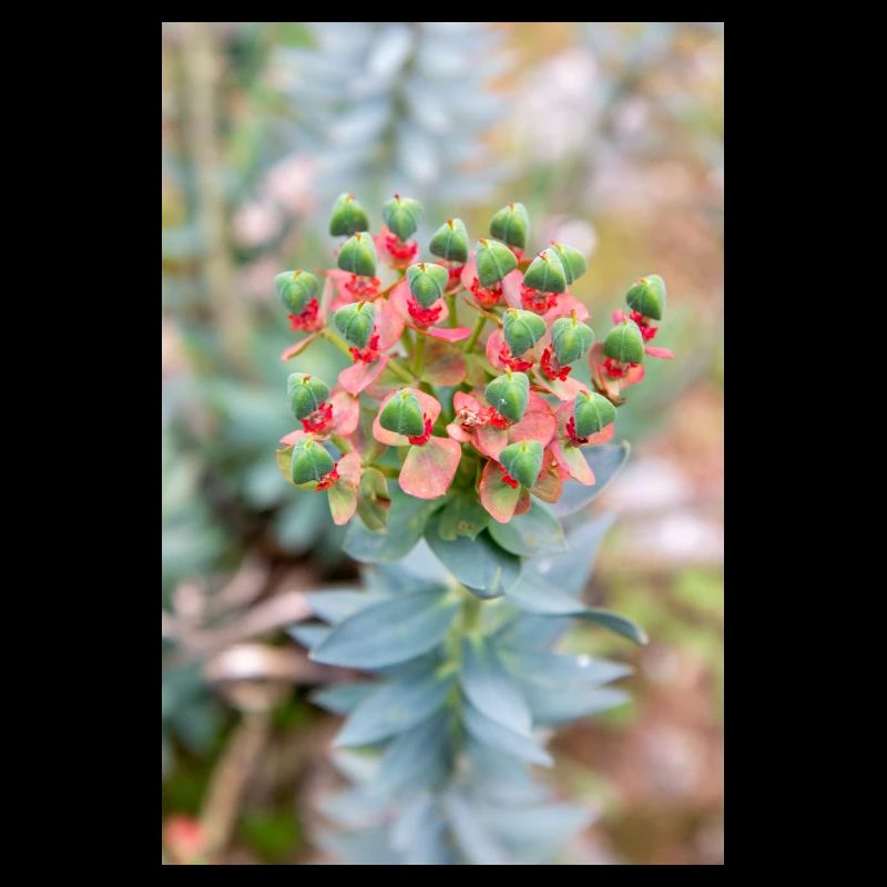 fleur colorée Wolfsmilch (Euphorbia) en fleurs