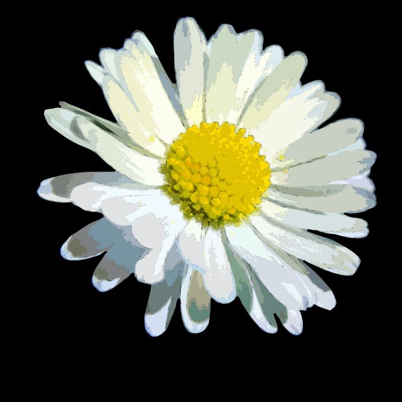 Gänseblümchen