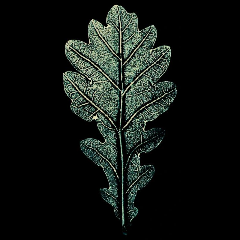 LEAF chêne / impression d'art WALD & Förster Design