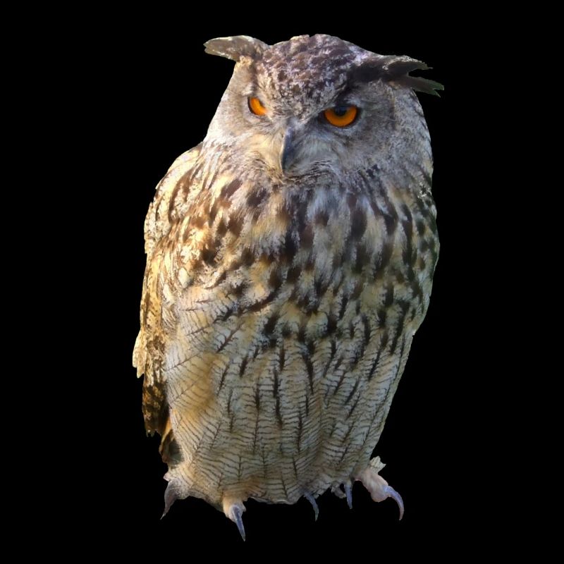 Eule